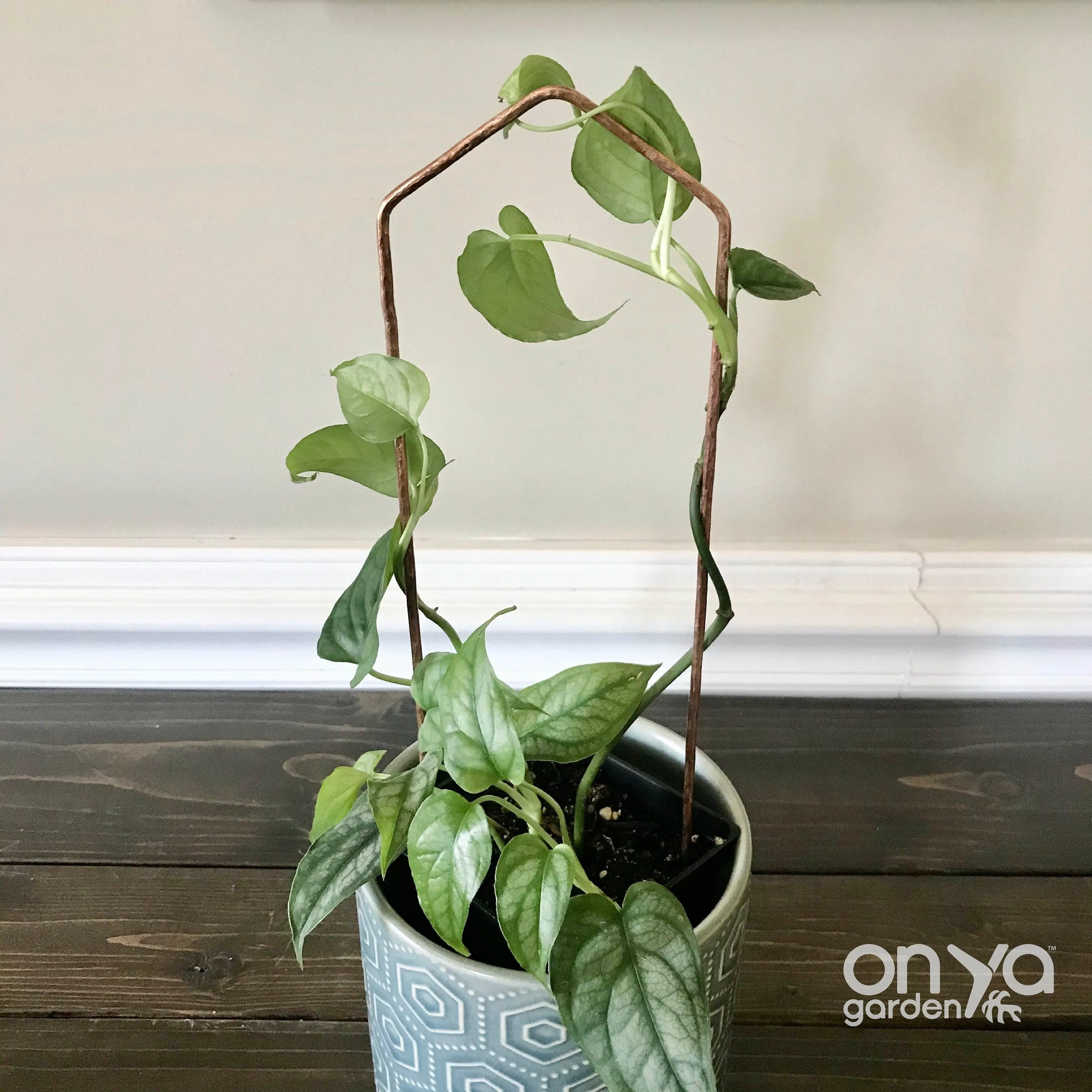 Copper Pointed Arch Trellis for House Plants, 4 Sizes Available