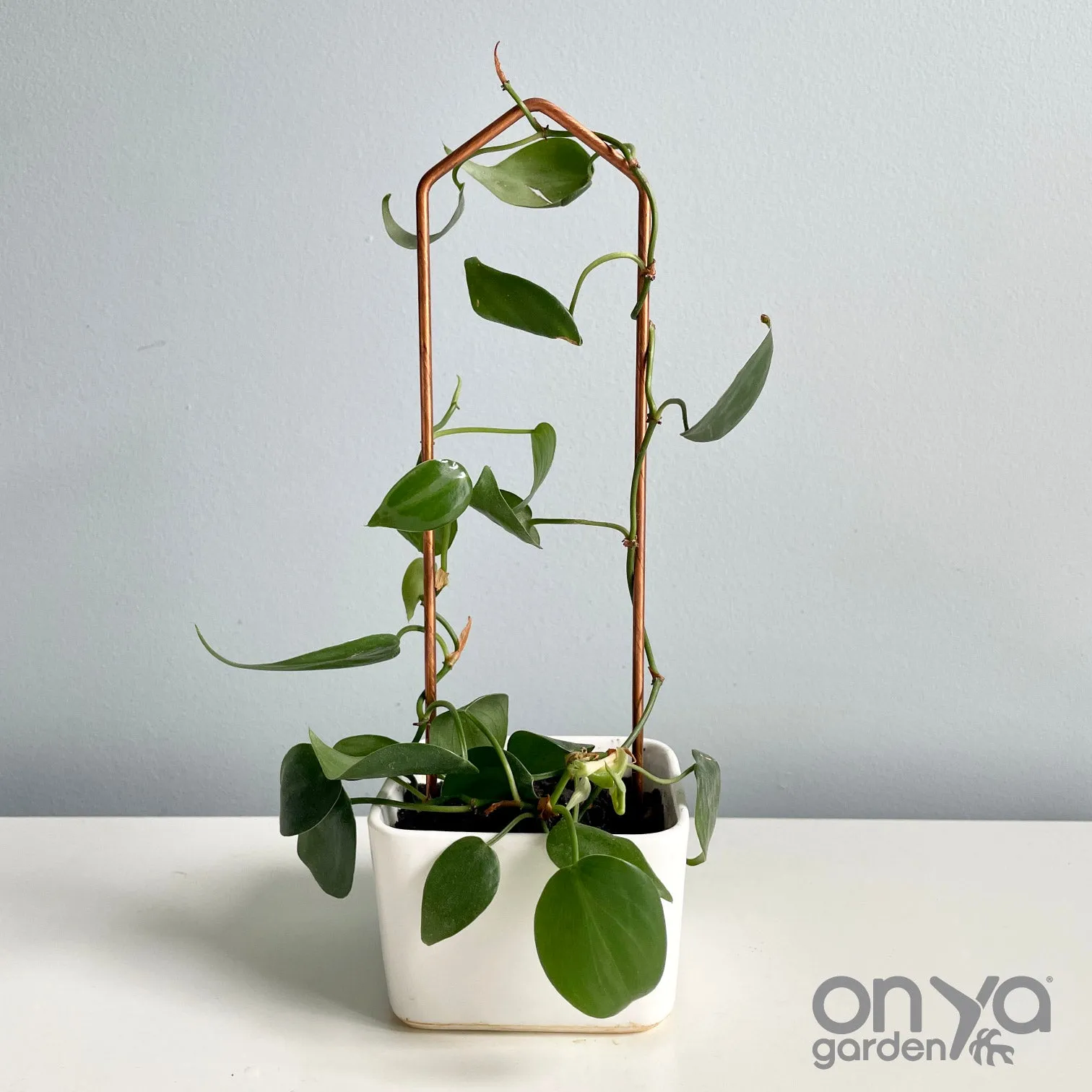 Copper Pointed Arch Trellis for House Plants, 4 Sizes Available