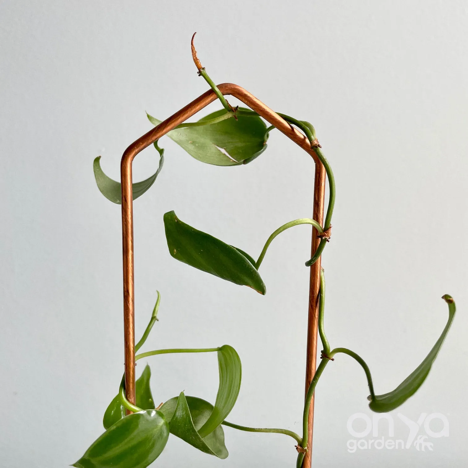 Copper Pointed Arch Trellis for House Plants, 4 Sizes Available