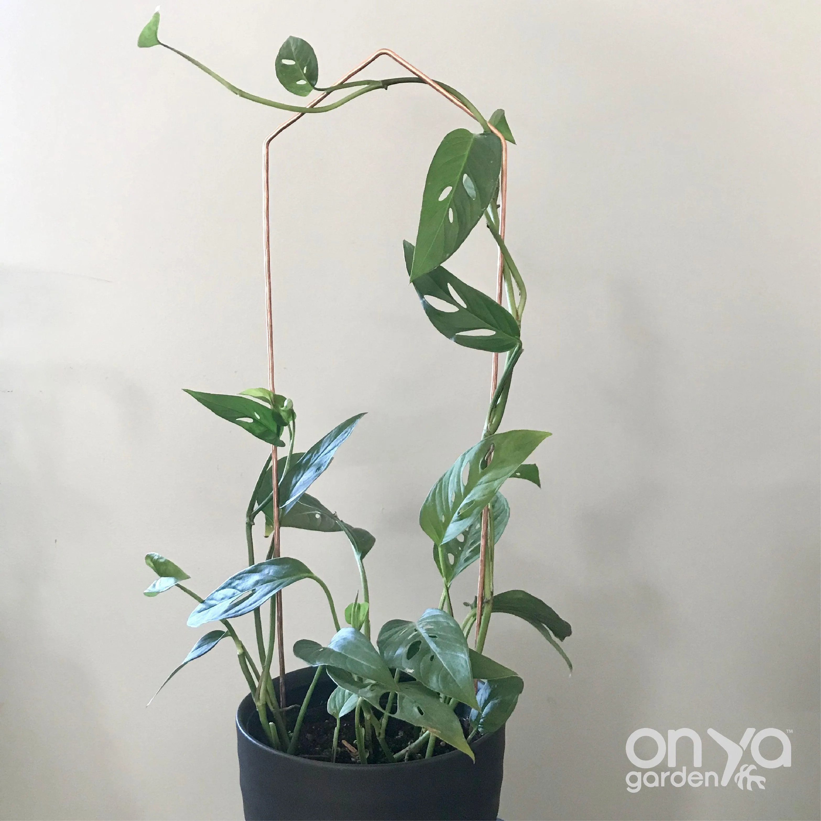 Copper Pointed Arch Trellis for House Plants, 4 Sizes Available