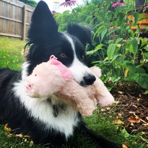 Steel Dog LLC - Barnyard Baller Pig